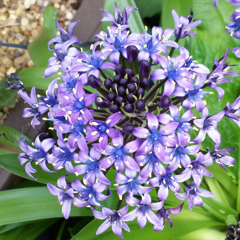 Plant image Scilla peruviana 'Sapphire Blue' (Carribean Jewels Series)