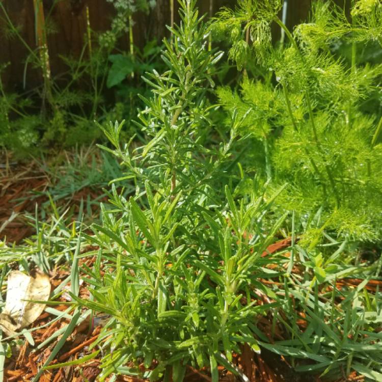 Plant image Salvia rosmarinus 'Barbeque' syn. Rosmarinus officinalis 'Barbeque'