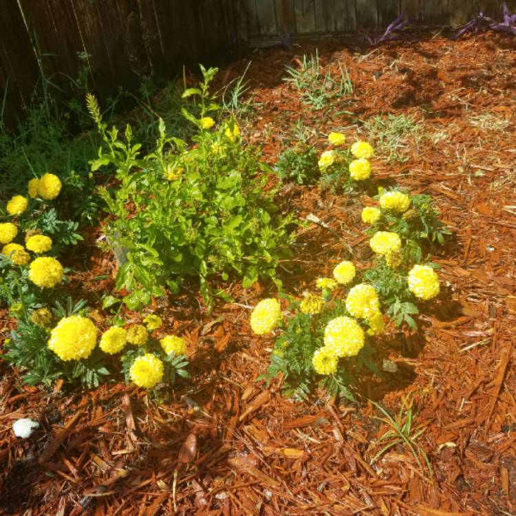Plant image Tagetes patula 'Bonanza Yellow'