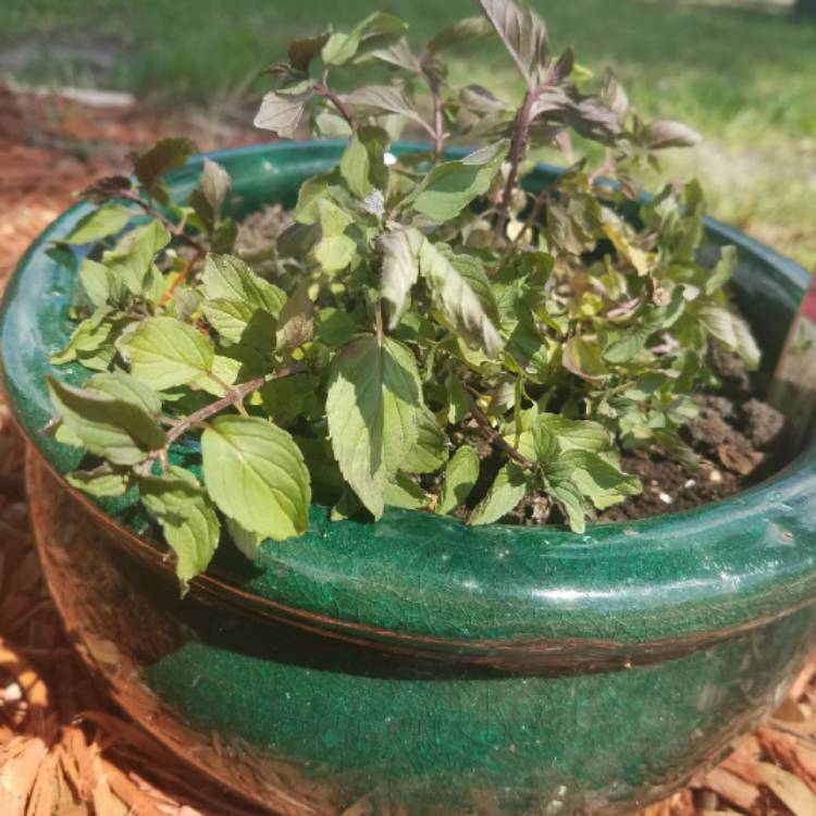 Plant image Mentha x piperita 'French Peppermint'