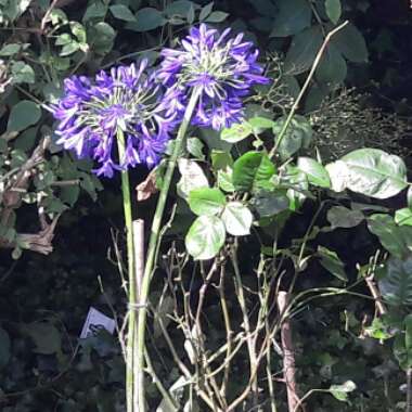 African Lily