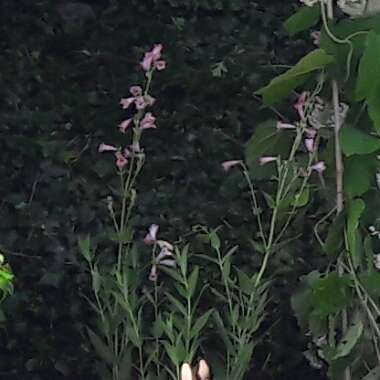 Beardtongue