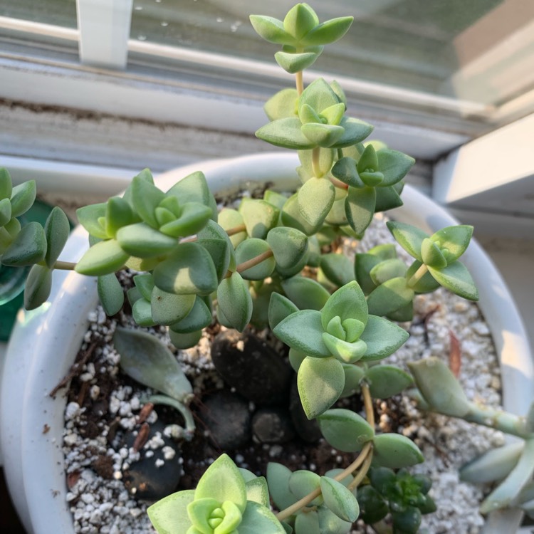 plant image 1078708