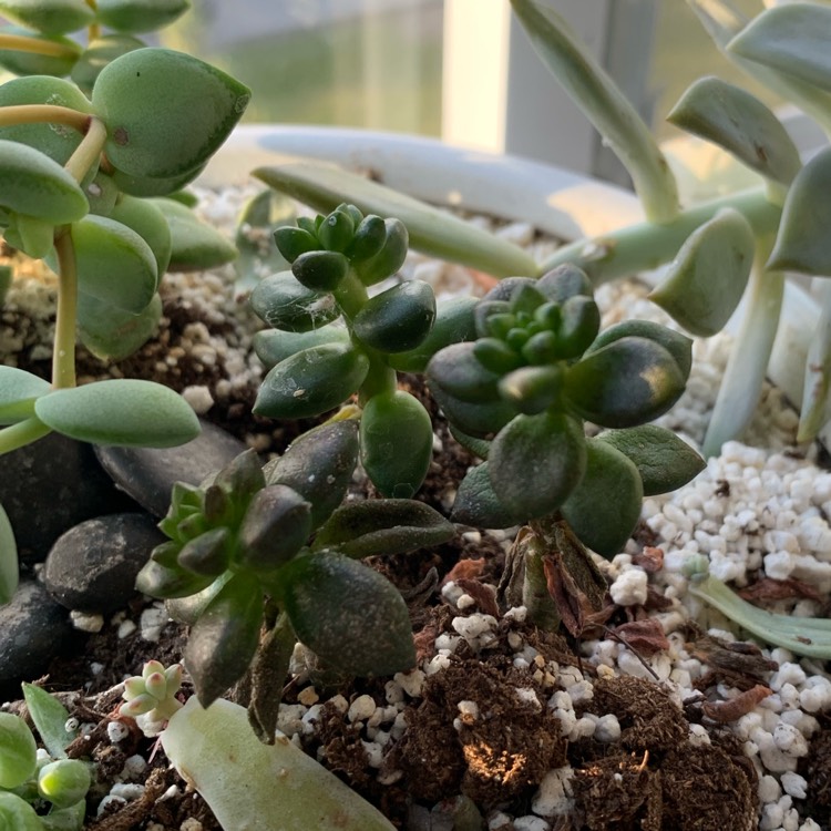 plant image 1078711