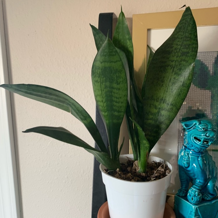 Plant image Sansevieria Black Coral