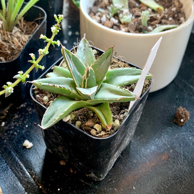 plant image 1187933