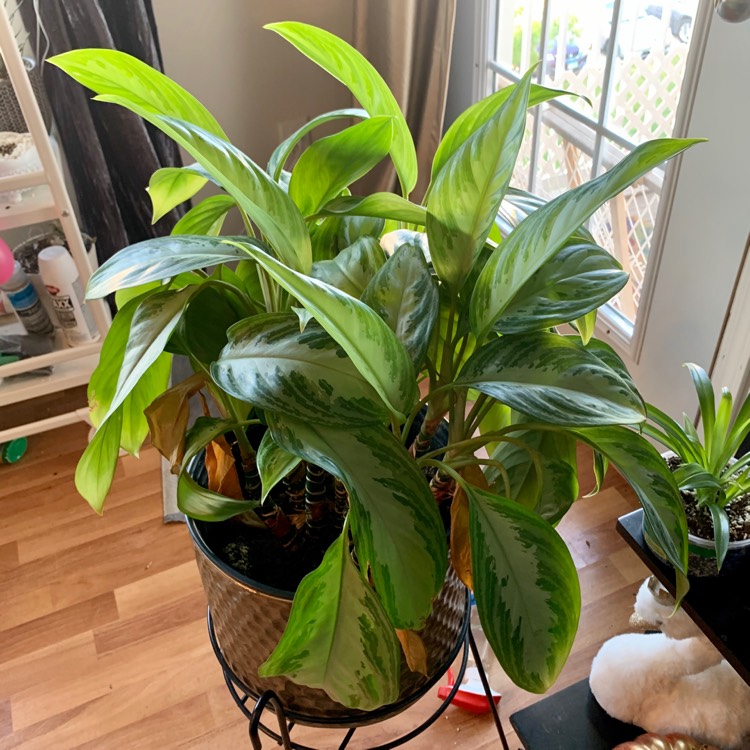 plant image 1187952