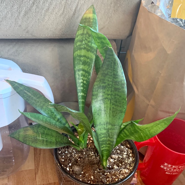 Plant image Sansevieria Black Coral