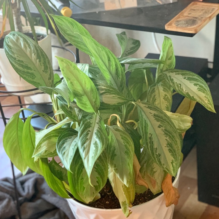 plant image 1275649