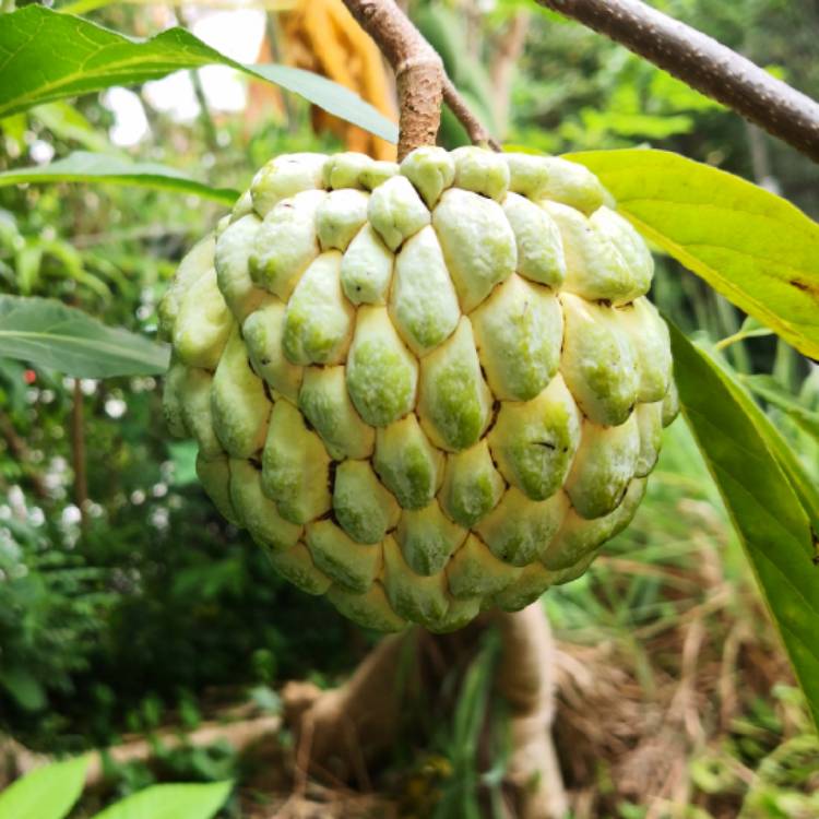 plant image 1273105