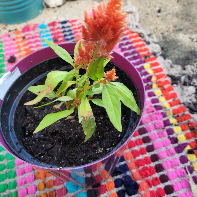 Plant image Celosia plumosa