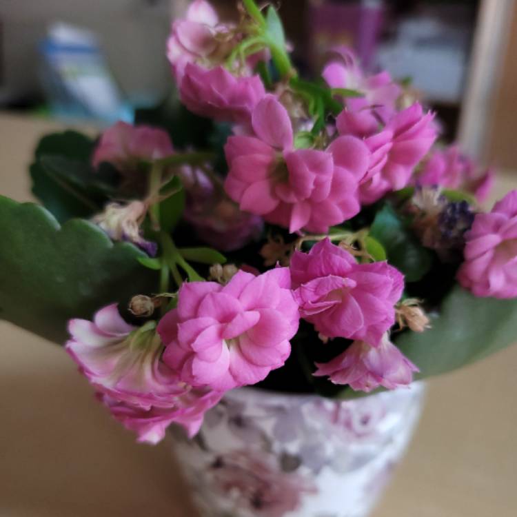 Plant image Kalanchoe blossfeldiana 'Calandiva Pink'