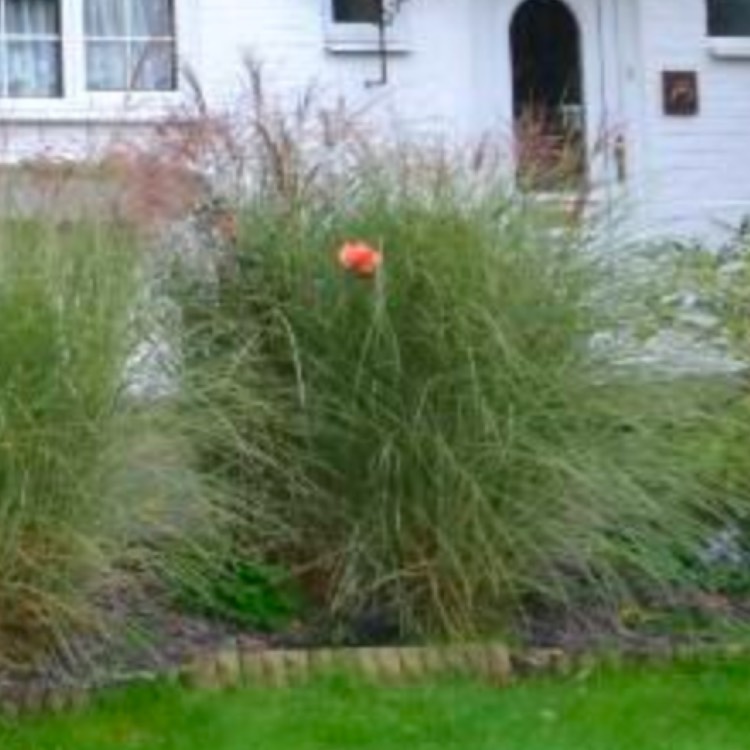 plant image 639473