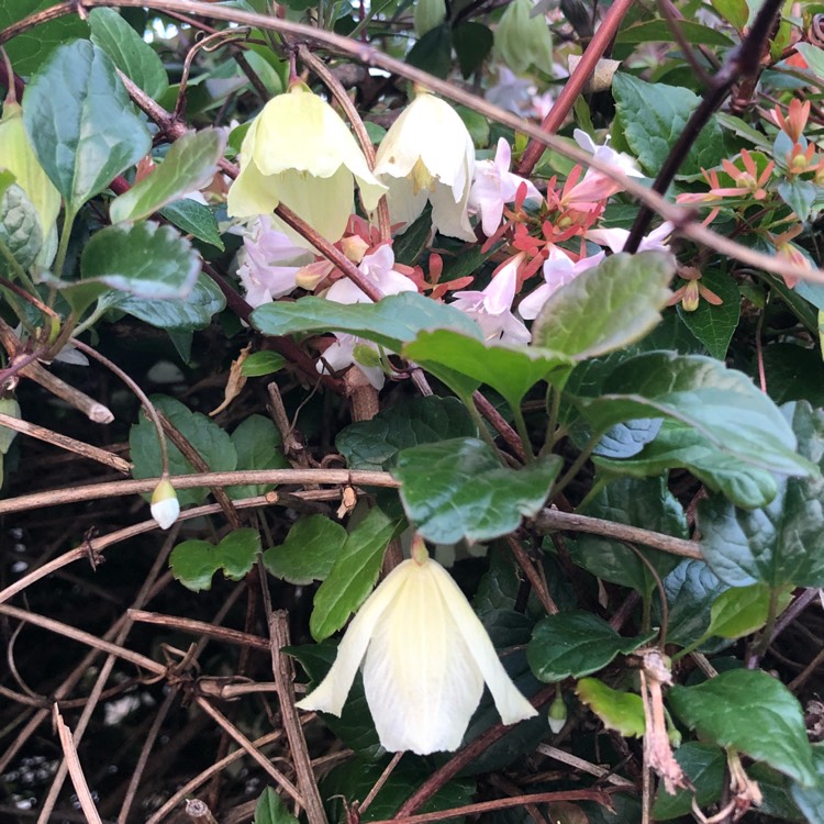 Plant image Clematis cirrhosa 'Wisley Cream'