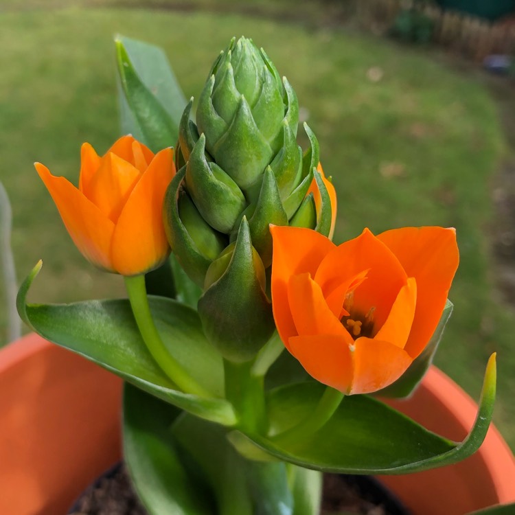 Plant image Ornithogalum 'African Breeze'