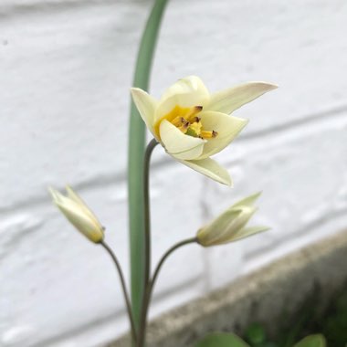 Tulipa turkestanica