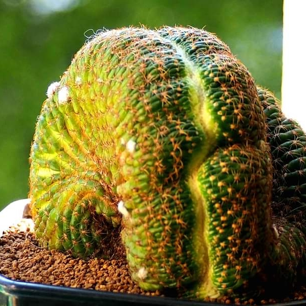 plant image 1517167