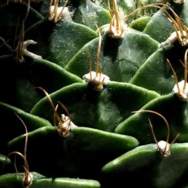 Artichoke Cactus