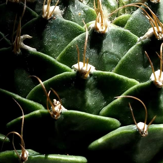plant image 1517170