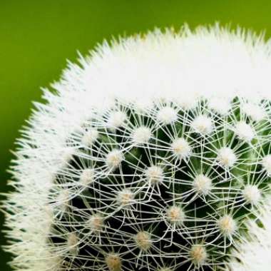 Bristle Brush Cactus