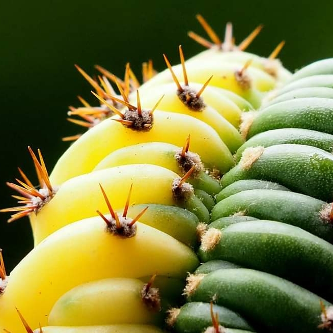 Plant image Trichocereus Pachanoi x SS02 Crest
