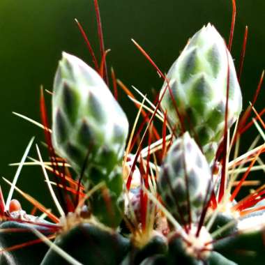 keroeshi's plant