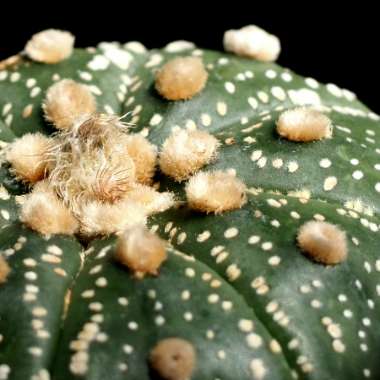 Astrophytum 'Asterias cv. Star Shaped'