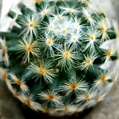 Lady Finger Cactus