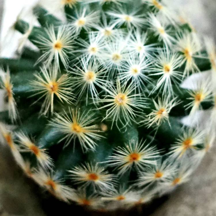 plant image 1520257