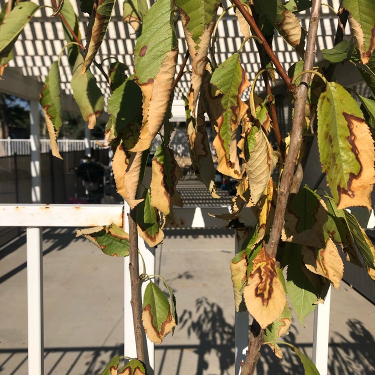 plant image 1380599