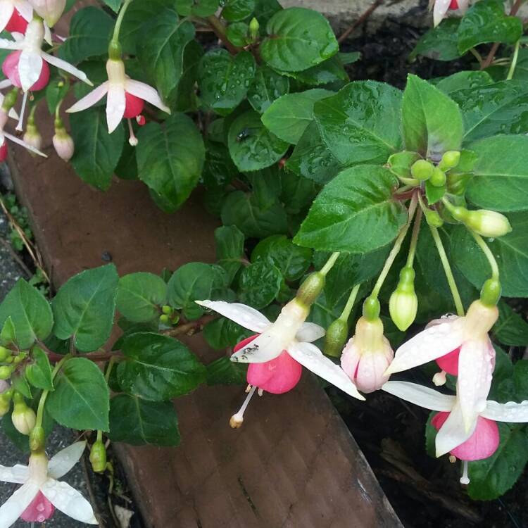 Plant image Fuchsia 'Jennifer Anne'