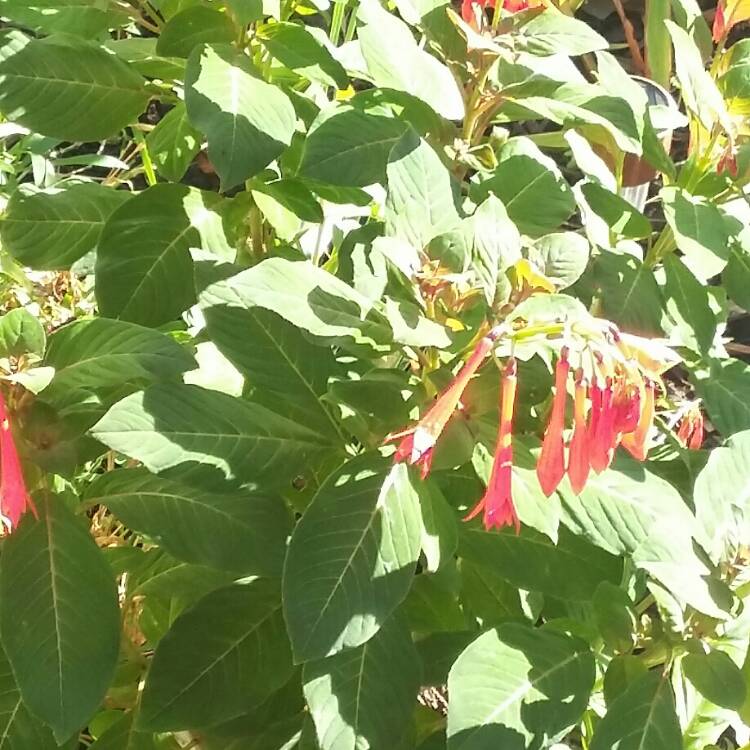 Plant image Fuchsia triphylla 'Thalia'