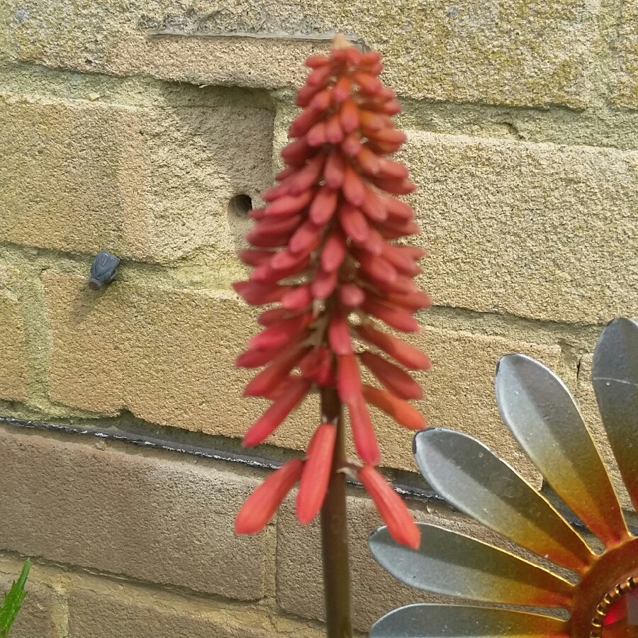 Plant image Kniphofia 'Goldfinch'