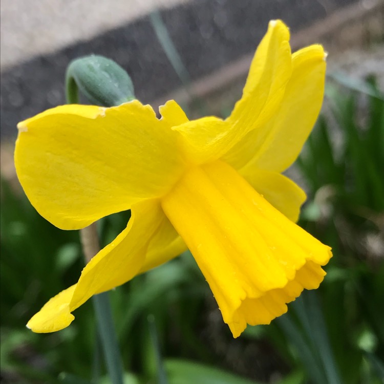 Plant image Narcissus 'Quail'