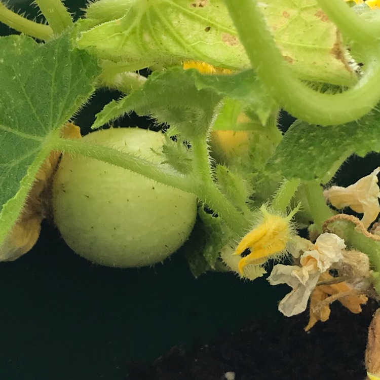 plant image 1112130