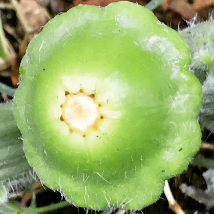 plant image 1140548