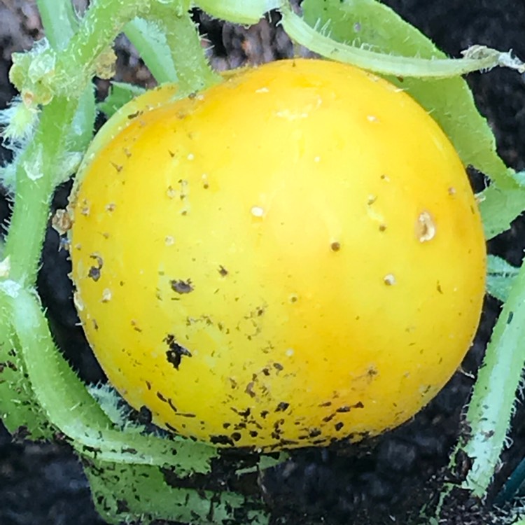 Plant image Cucumis sativus 'Crystal Lemon'