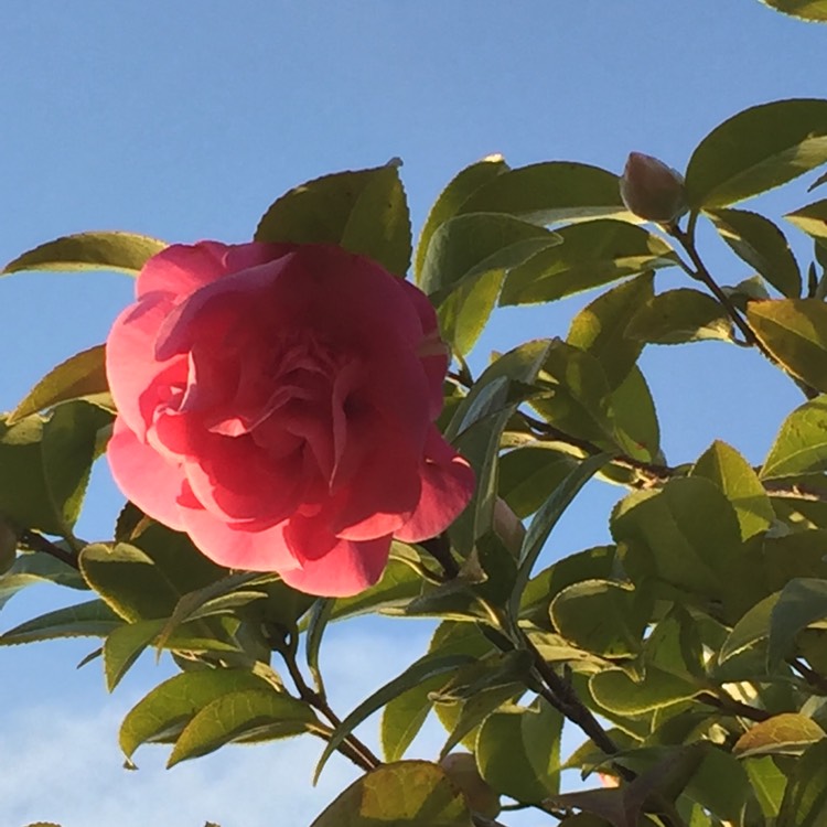 Plant image Camellia japonica 'Pink'