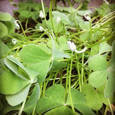 Oxalis articulata 'Festival'