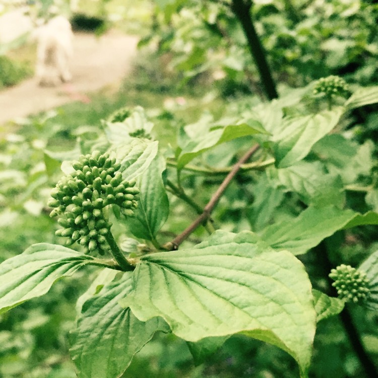 Plant image Cornus alba 'Sibirica Variegata'
