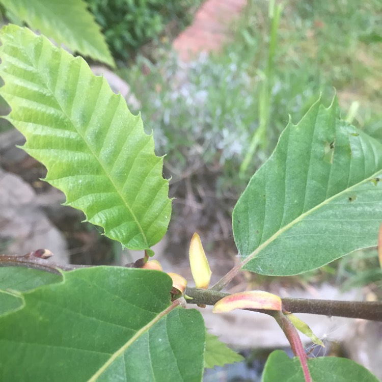 Plant image Castanea sativa