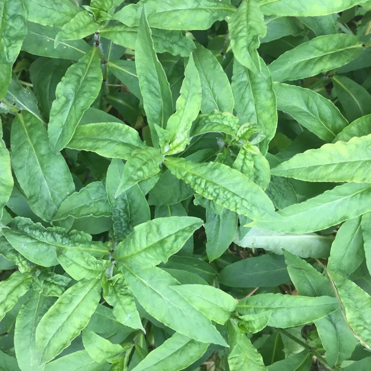 plant image 393579