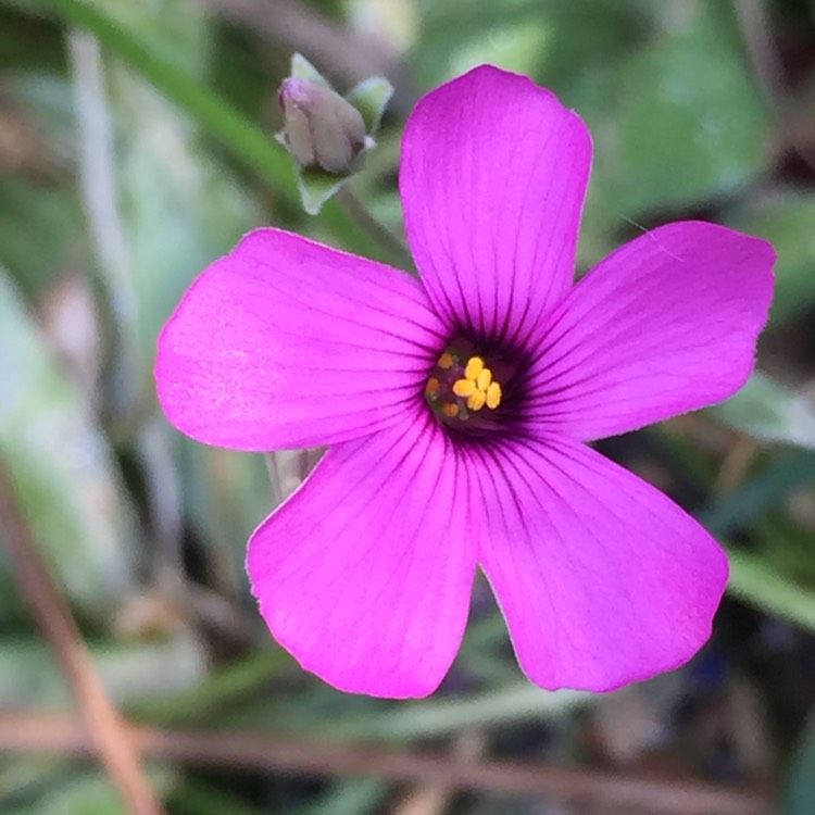 Plant image Oxalis articulata 'Festival'