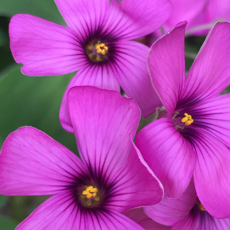 Plant image Oxalis articulata 'Festival'