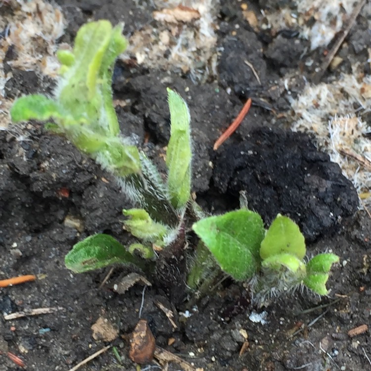 plant image 437076