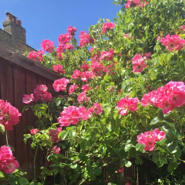 Rosa canina