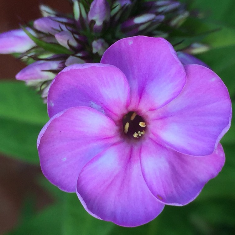 Plant image Phlox paniculata 'Lilac Flame'