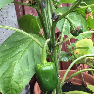 Capsicum annuum