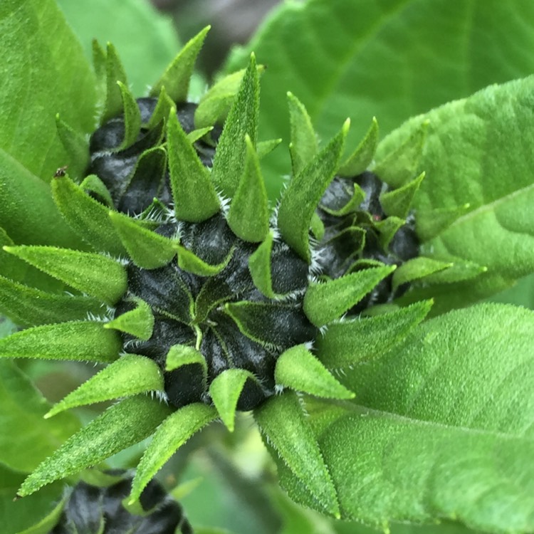 plant image 546743