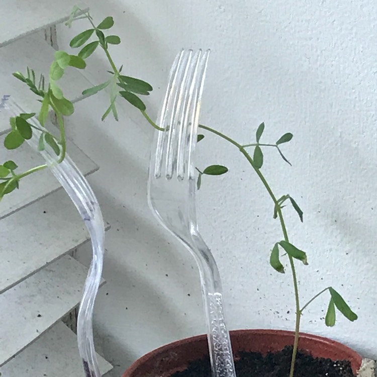 plant image 664504